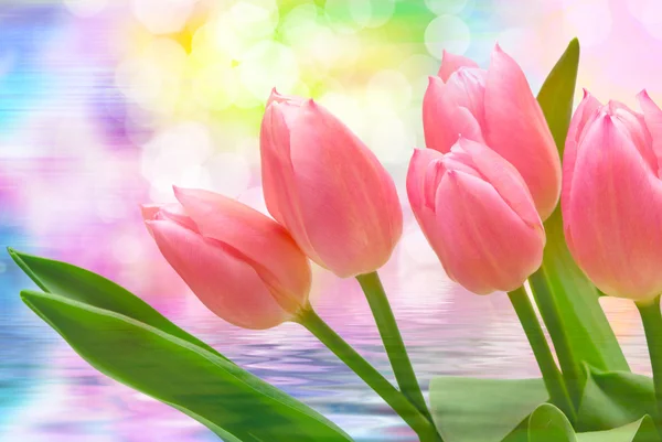 Tulip flowers close up — Stock Photo, Image