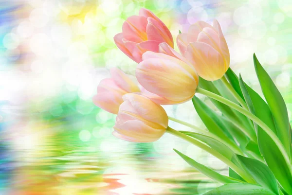 Квіти тюльпанів крупним планом — стокове фото