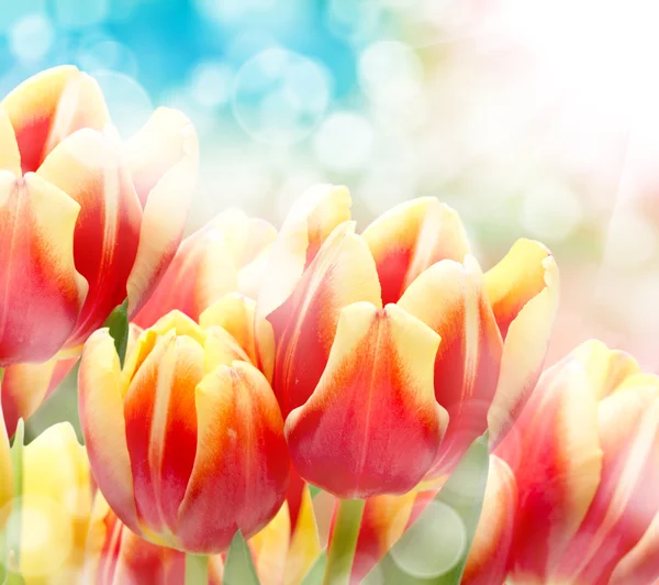 Tulipa flores fechar — Fotografia de Stock