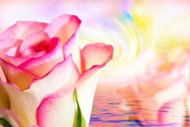 Gül çiçeği. Yaklaş.