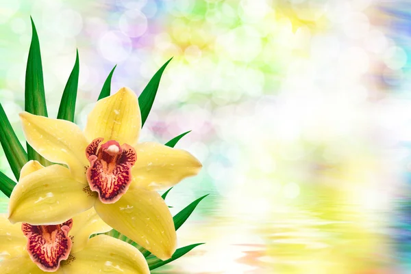 Flor de orquídea perto — Fotografia de Stock