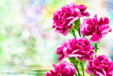 Karanfil çiçek yakın çekim 