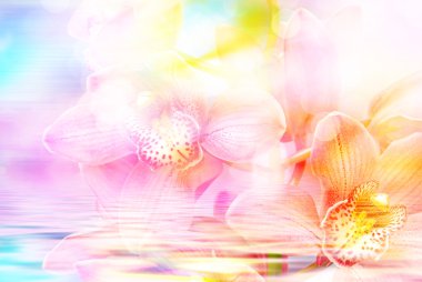 Orkide çiçek yakın çekim