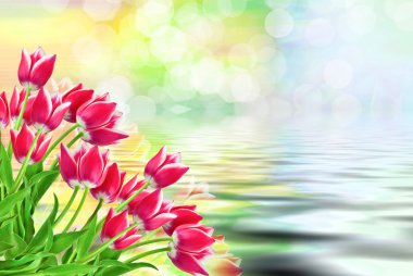 Lale çiçek yakın çekim