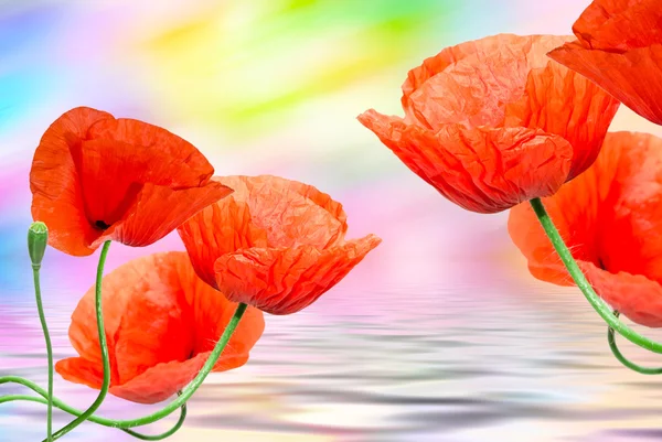 Red poppy close up — Stock Photo, Image