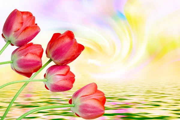 Tulpenblüten aus nächster Nähe — Stockfoto