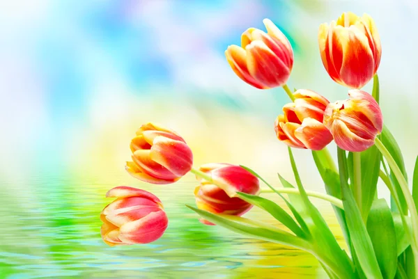 Tulip flowers close up — Stock Photo, Image