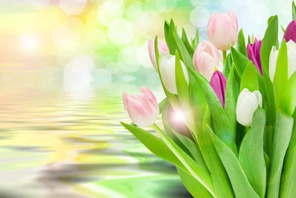 Tulip flowers close up — Stock Photo, Image
