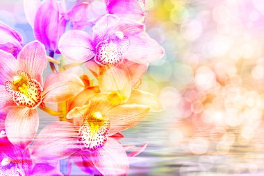 Orkide çiçek yakın çekim