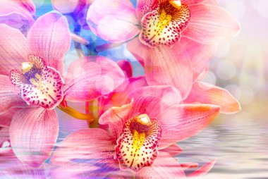 Orkide çiçek yakın çekim