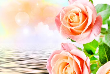 Gül çiçeği. Yaklaş.