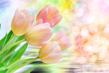 Lale çiçek yakın çekim