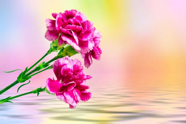 カーネーションの花をクローズ アップ — ストック写真