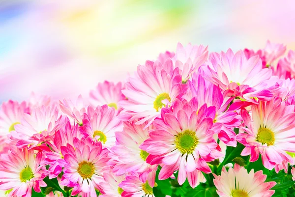 Gerber flower close up — Stock Photo, Image