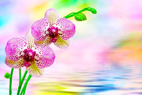 Fiore del Orchid vicino — Foto Stock