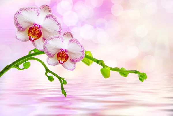 Fiore del Orchid vicino — Foto Stock