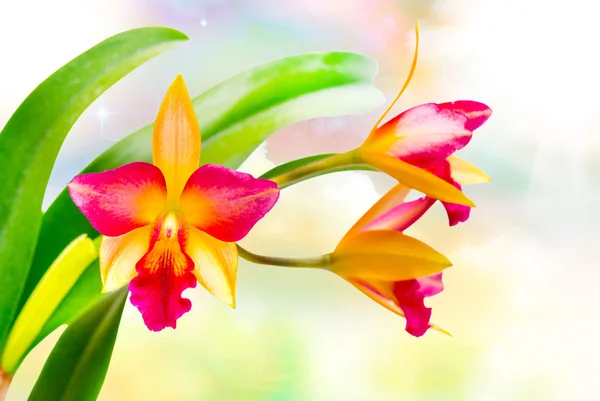 Orkidé närbild — Stockfoto
