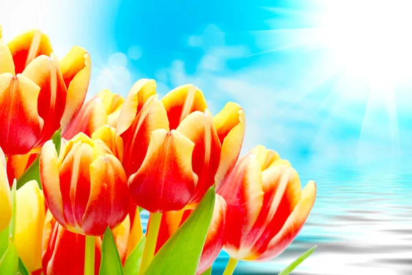 Tulip flowers close up — Stock Photo, Image