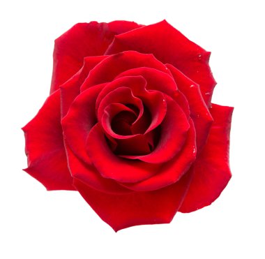 Gül çiçek üzerinde beyaz izole