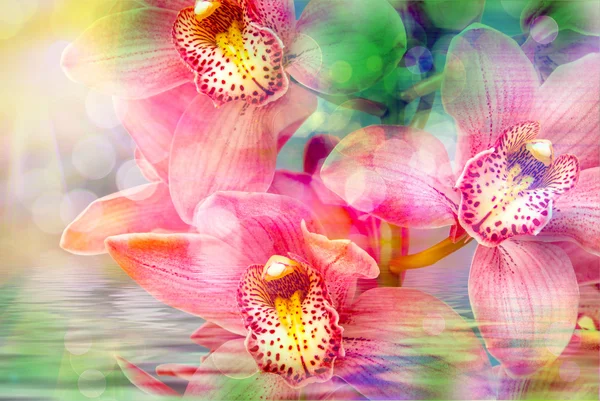 Orchid flower close up — Stock Photo, Image