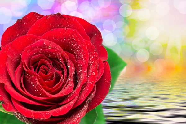 Fiore di rosa da vicino — Foto Stock