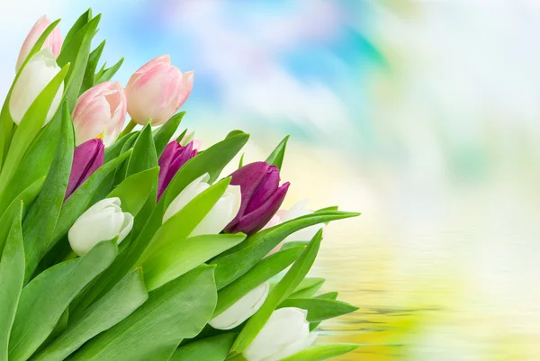 Tulipán květy zblízka — Stock fotografie