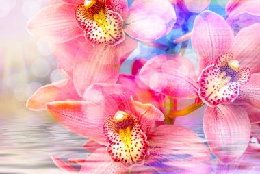 Orkide çiçek yakın çekim