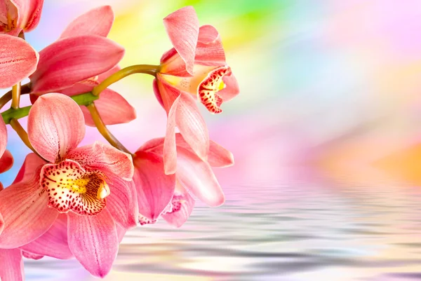 Orchidée fleur gros plan — Photo