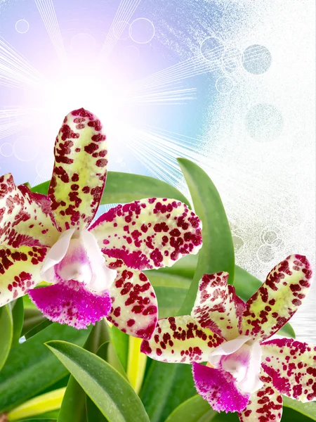 Flor de orquídea de cerca —  Fotos de Stock