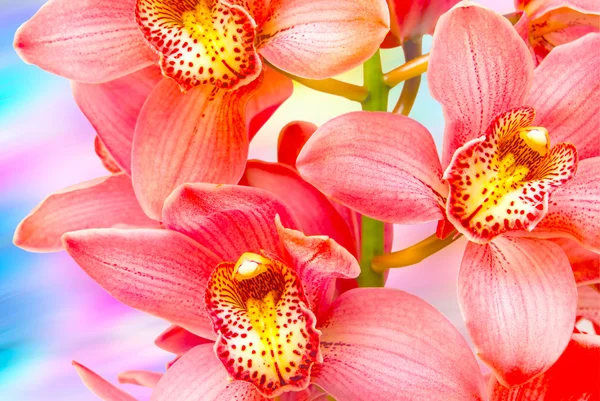 Orchideebloem close-up — Stockfoto