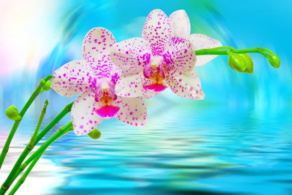 Floare de orhidee aproape — Fotografie, imagine de stoc