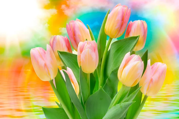 Fiori di tulipano da vicino — Foto Stock