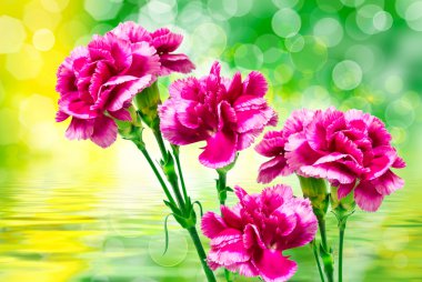 Karanfil çiçek yakın çekim 