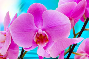 Orkide çiçek yakın çekim