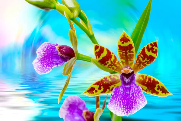 Orchidea virágot közelről — Stock Fotó