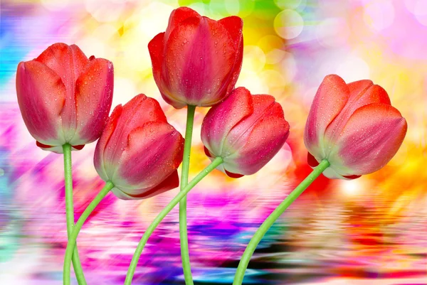 Tulip flowers close up — Stock Photo, Image