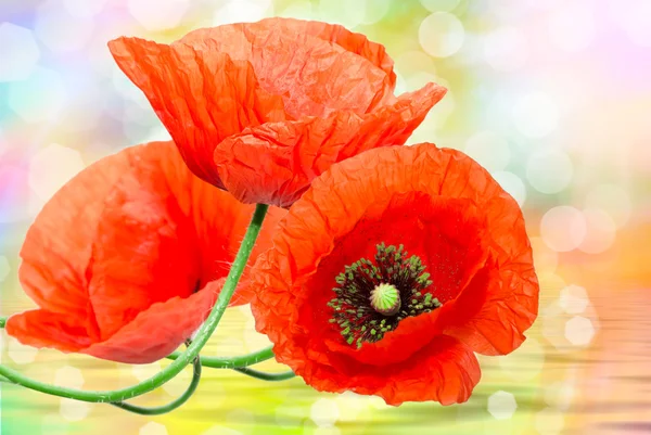 Red poppy close up — Stock Photo, Image