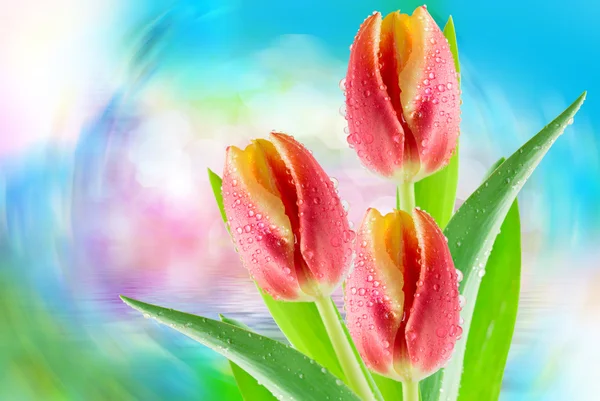 Tulpenblüten aus nächster Nähe — Stockfoto