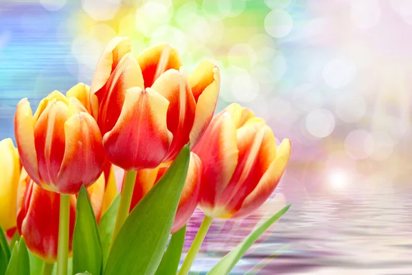 Tulpenblüten aus nächster Nähe — Stockfoto