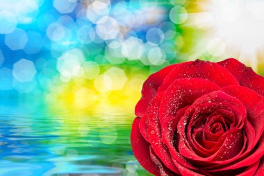 Gül çiçeği. Yaklaş.