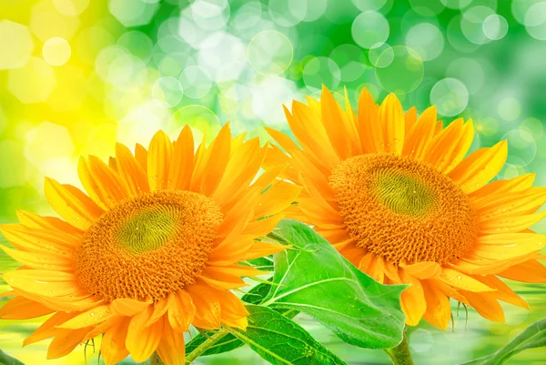 Nahaufnahme von Sonnenblumen — Stockfoto