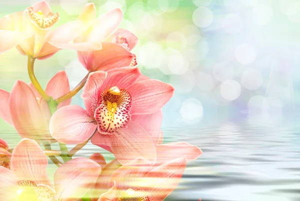 Flor de orquídea perto — Fotografia de Stock