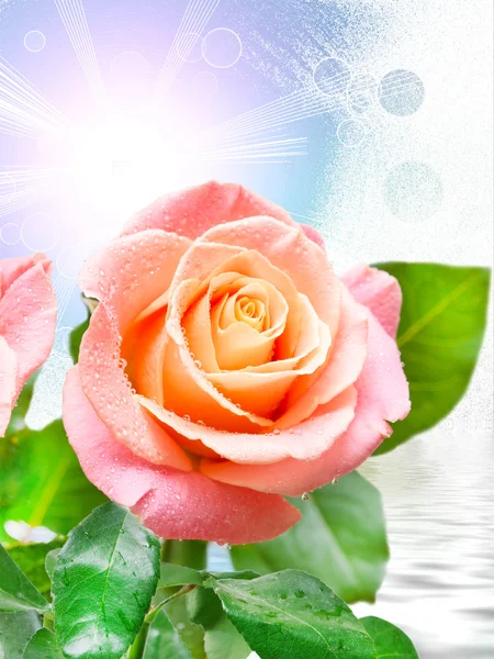 Flor de rosa perto — Fotografia de Stock