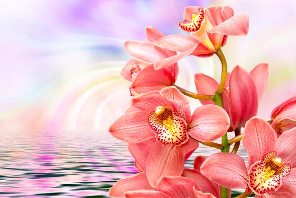 Fiore del Orchid vicino — Foto Stock