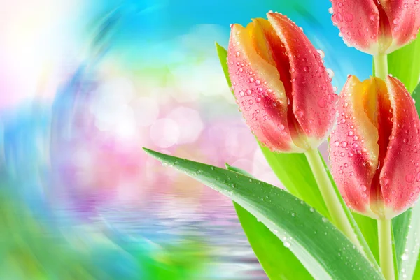 Tulipán květy zblízka — Stock fotografie