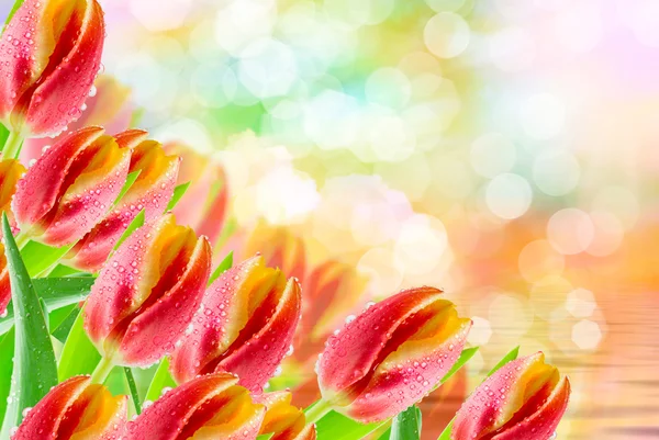 Λουλούδια τουλίπα κοντινό πλάνο — Φωτογραφία Αρχείου
