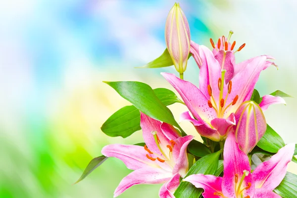 Close up of pink lilies — Stock Photo, Image