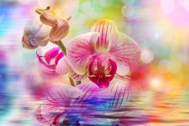 Orkide çiçek yakın çekim