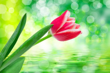 Lale çiçek yakın çekim