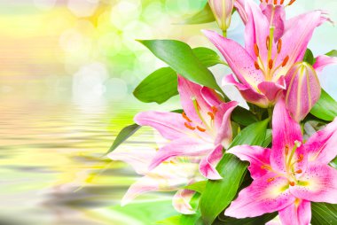 Pembe lilyum yakın çekim